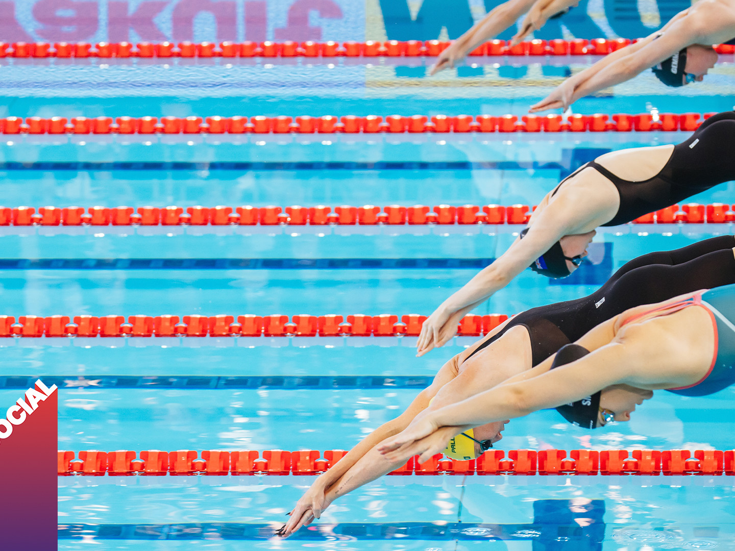 Action shot of swimmers diving in the pool